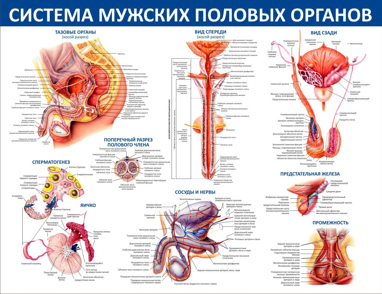 Система мужских половых органовЮжно-Сахалинск